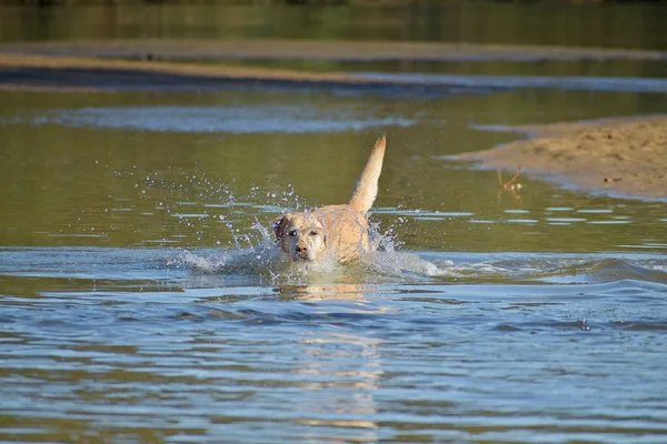 一只可爱的小狗在公园的池塘里奔跑的特写镜头 — 图库照片