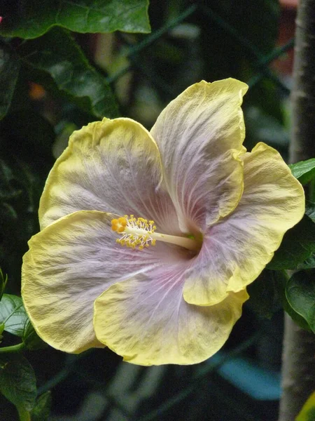 Tiro Vertical Flores Amarelas Florescendo Vegetação — Fotografia de Stock