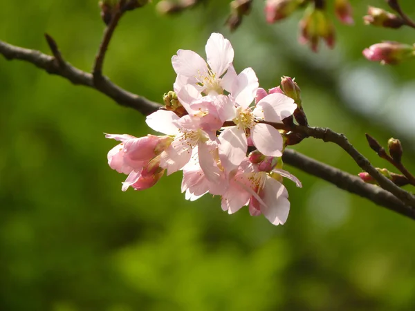 초목에 벚꽃의 꽃봉오리 — 스톡 사진