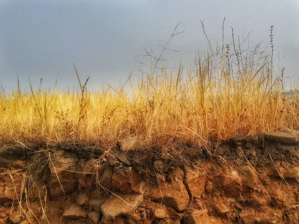 Zbliżenie Suchej Złotej Trawy Gleby — Zdjęcie stockowe