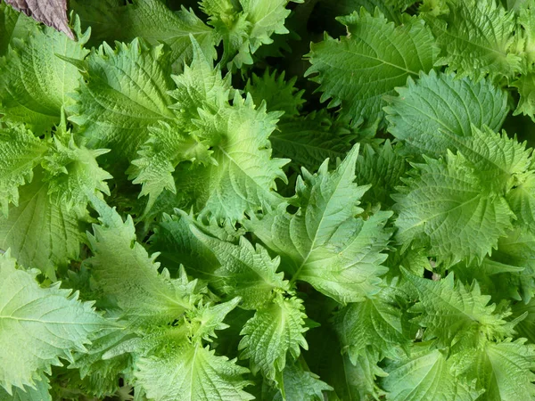 Een Close Shot Van Groeiende Planten Het Groen Perfect Voor — Stockfoto