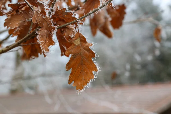 Eine Selektive Nahaufnahme Von Blättern Die Morgens Mit Frost Bedeckt — Stockfoto