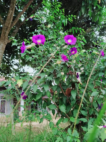 Vertical Shot Blooming Purple Flowers Greenery — Stock Photo, Image