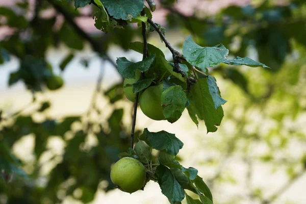 Primer Plano Manzanas Verdes Una Rama Bajo Luz Del Sol — Foto de Stock