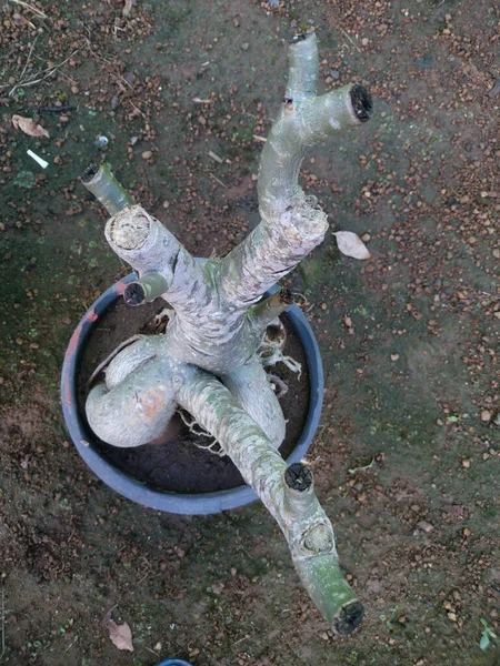 Primer Plano Vertical Una Planta Adenio Sin Hojas Cultivada Una — Foto de Stock