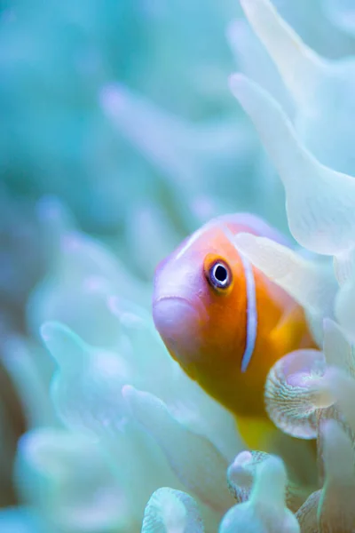 A closeup shot of an orange fish near a blue sea anemone