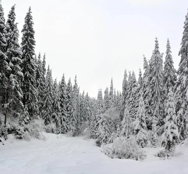 Ένα Πλάνο Ενός Χιονισμένου Χειμερινού Δάσους — Φωτογραφία Αρχείου
