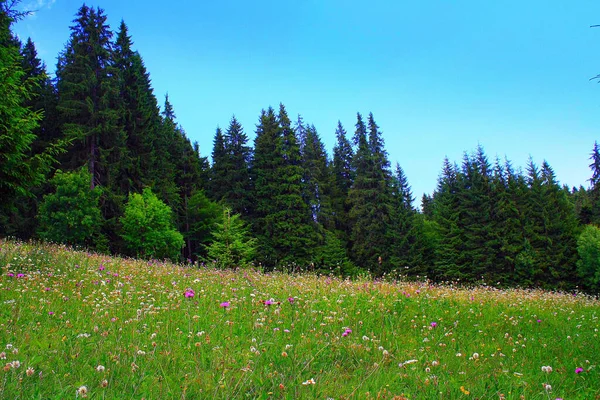 Schöne Aufnahme Eines Tannenwaldes — Stockfoto