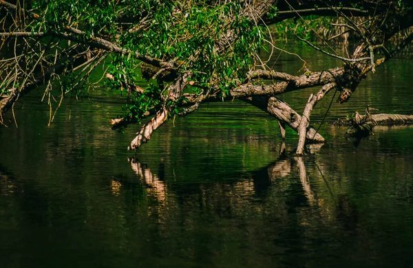 Lake Tree Branches — Stock Photo, Image