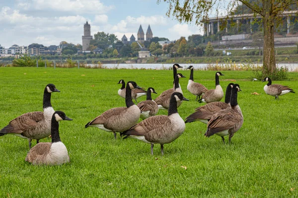 Gaggle Canada Geese Branta Canadensis Grassland River Rhine Germany — Stock Photo, Image