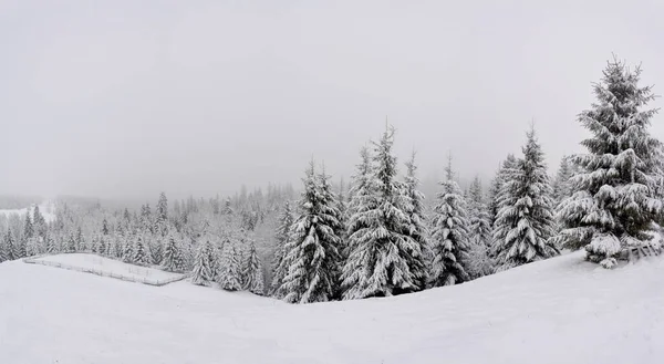 Ein Schuss Von Einem Verschneiten Winterwald — Stockfoto
