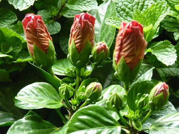 Sebuah Gambar Closeup Bunga Merah Mekar Hijau — Stok Foto