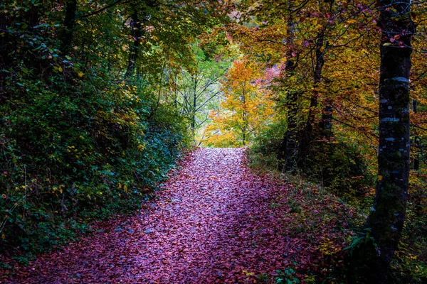 Autumn View Pathway Park — Stock Photo, Image