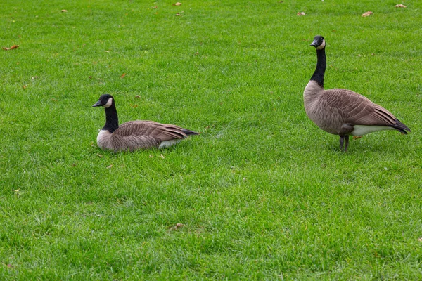 Крупный План Двух Канадских Гусей Branta Canadensis Лугу Один Сидит — стоковое фото