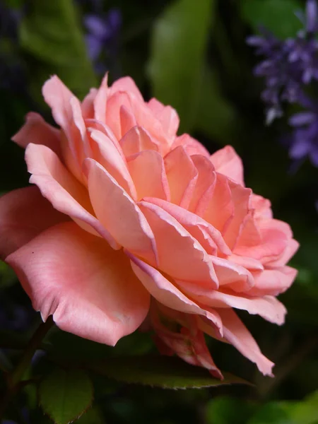 Вертикальный Снимок Розовой Розы — стоковое фото