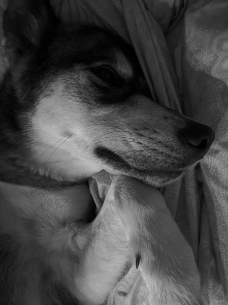 Grayscale Shot Cute Husky Lying Bed — Stock Photo, Image