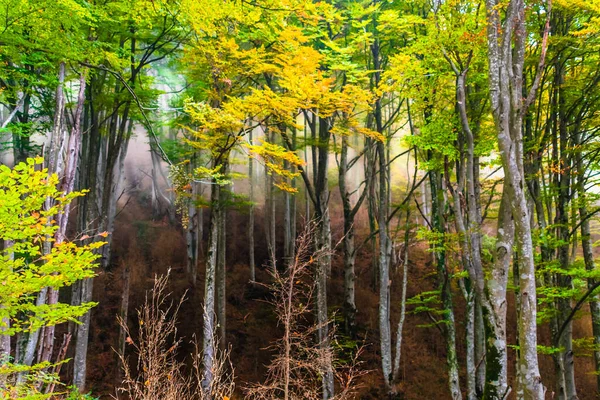 Die Bäume Einem Park Herbst — Stockfoto