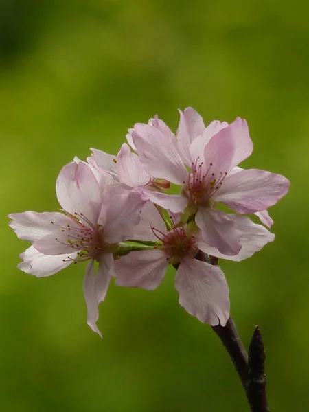 Vertical Shot Blooming Cherry Blossom Flowers Greenery — Stock Photo, Image