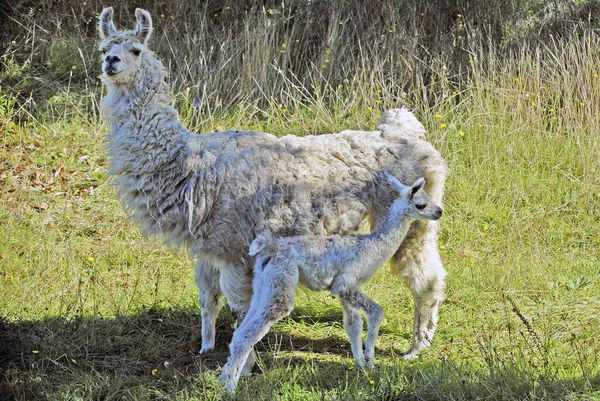 Un Petit Cria Mignon Le Bon Nom Pour Un Bebe Lama Jeunesse Sud Stock Photo