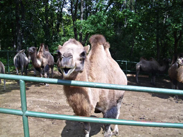 Animales divertidos - Yo hablo, tú escuchas - Camello sonriente — Foto de Stock