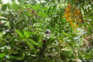 Singapur Hayvanat Bahçesi pamuğu. Mandai, Singapur 'da tamarin.