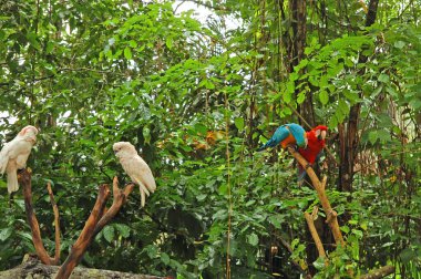  Singapur Hayvanat Bahçesi Kuşları Mandai, Singapur 'da ağaçta