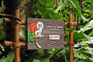 MANDAI, SG - APR 6 - Singapur Hayvanat Bahçesi pamuklu top tamarin 6 Nisan 2012 tarihinde Mandai, Singapur 'da.