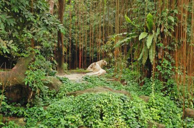 Singapur Hayvanat Bahçesi Beyaz Kaplan Mandai, Singapur.