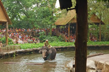 MANDAI, SG - APR 6 - Singapur Hayvanat Bahçesi fil şovu 6 Nisan 2012 tarihinde Singapur, Mandai 'de izleyicilerle.