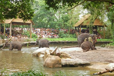MANDAI, SG - APR 6 - Singapur Hayvanat Bahçesi fil şovu 6 Nisan 2012 tarihinde Singapur, Mandai 'de izleyicilerle.