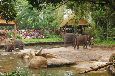 MANDAI, SG - APR 6 - Singapur Hayvanat Bahçesi fil şovu 6 Nisan 2012 tarihinde Singapur, Mandai 'de izleyicilerle.