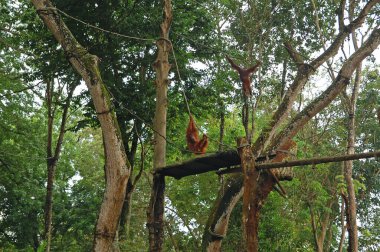 Singapur Hayvanat Bahçesi Orangutanı Mandai, Singapur 'da ağaçta.