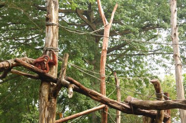 Singapur hayvanat bahçesi orangutanı Mandai, Singapur kütüklerinde.