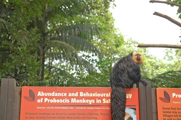 Mandai Apr Macaco Zoológico Singapura Abril 2012 Mandai Singapura — Fotografia de Stock