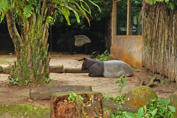 Singapore Zoo Malayan Tapir Mandai Singapura — Stok Foto