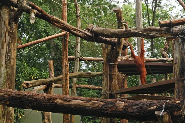 Singapur Zoo Orangutan Dziennikach Mandai Singapur — Zdjęcie stockowe