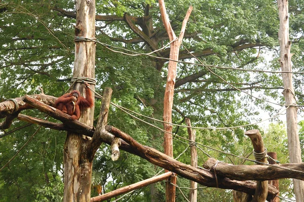 Singapur hayvanat bahçesi orangutanı Mandai, Singapur kütüklerinde.