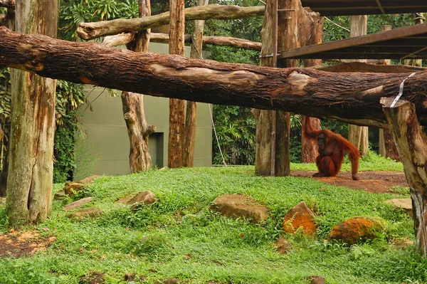 シンガポールのマンダイの丸太でのシンガポール動物園オランウータン — ストック写真