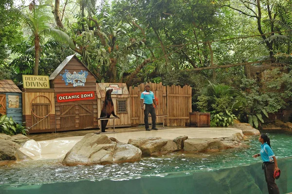 Mandai Apr Singapore Zoo Sea Lion Show April 2012 Mandai — Stock Photo, Image