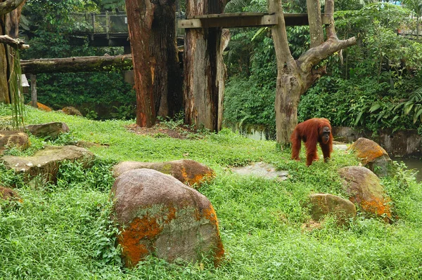 シンガポール動物園オランウータン マンダイ シンガポール — ストック写真