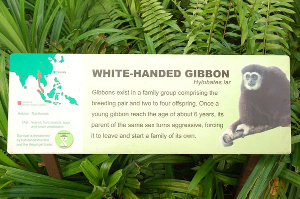 Mandai Apr Singapur Zoo White Handed Gibbon Sign Kwietnia 2012 — Zdjęcie stockowe