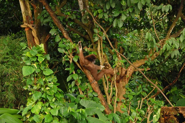 Singapore Zoo White Handed Gibbon Trees Mandai Singapur Żadnych Opłat — Zdjęcie stockowe