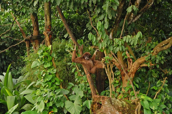 Singapore Zoo White Handed Gibbon Trees Mandai Singapore — Stock Photo, Image