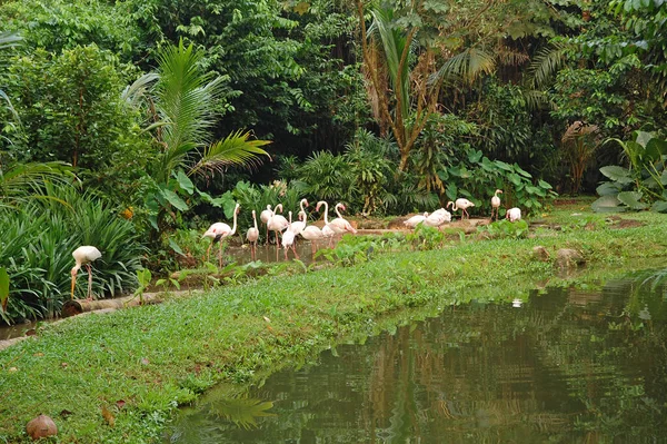 Singapur Zoo Vergrößert Flamingo Mandai Singapur — Stockfoto