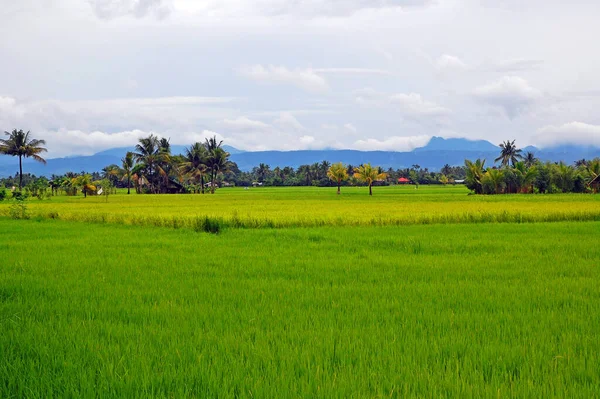 Aklan Sept Grasvelden September 2012 Aklan Filipijnen — Stockfoto