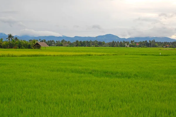 Aklan Sept Campos Hierba Septiembre 2012 Aklan Filipinas — Foto de Stock