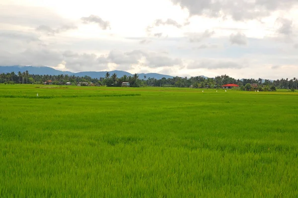 Aklan Sept Grass Fields September 2012 Aklan Philippines — Stock Photo, Image