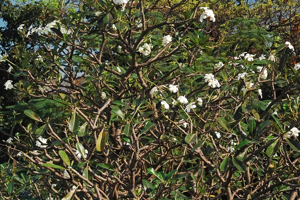 公園の木々に緑の葉を持つ白い花 — ストック写真