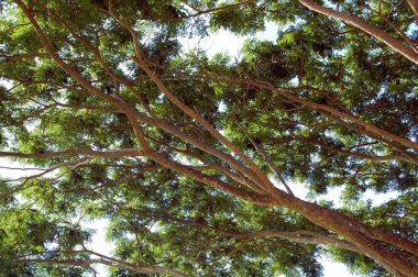 Şehir dışında gün boyunca ağaç dallarında yeşil yapraklar 