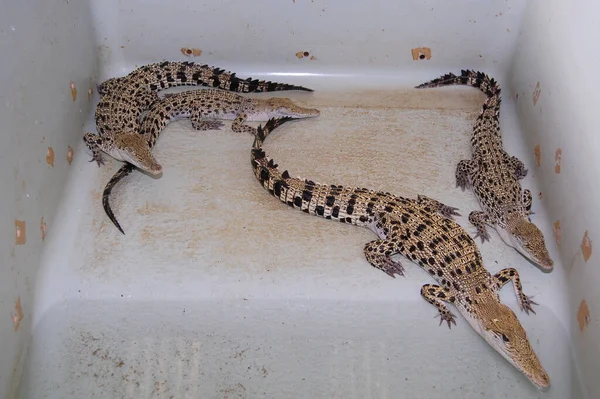 Crocodiles Rescued Center Puerto Princesa Palawan Philippines — Stock Photo, Image